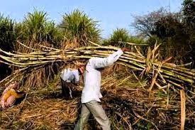 sugarcane farmer
